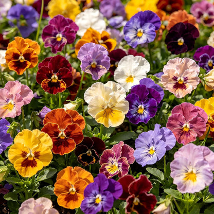 85Pcs Pansy Seeds Balcony Patio Compatible Fits Urban Small Space Bushy Clump Layout