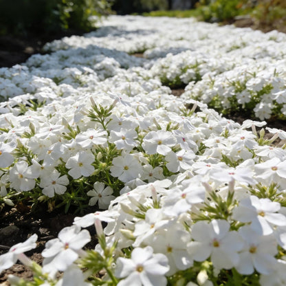 500pcs White Creeping Phlox Seeds for Planting,  Evergreen Fragrant Ground Cover Non-GMO Heirloom Blooms for Garden Borders, Containers & Pollinator Gardens