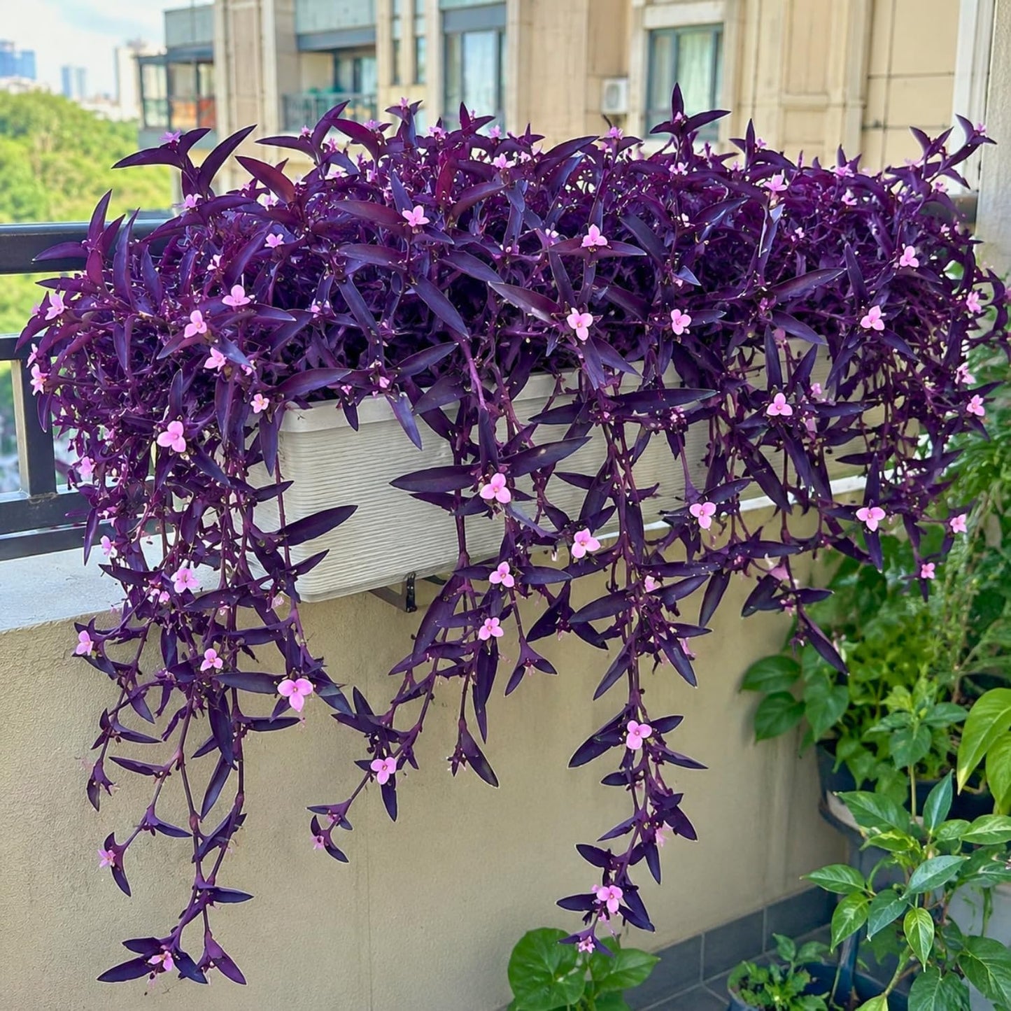100pcs Low Maintenance Foliage Seeds Wandering Jew Seeds For Home And Patio Gardens Simple To Cultivate
