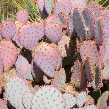 100pcs Purple Prickly Pear Cactus Seeds, Fast-Growing Succulent, Cold-Hardy, Indoor & Outdoor Decorative Plant