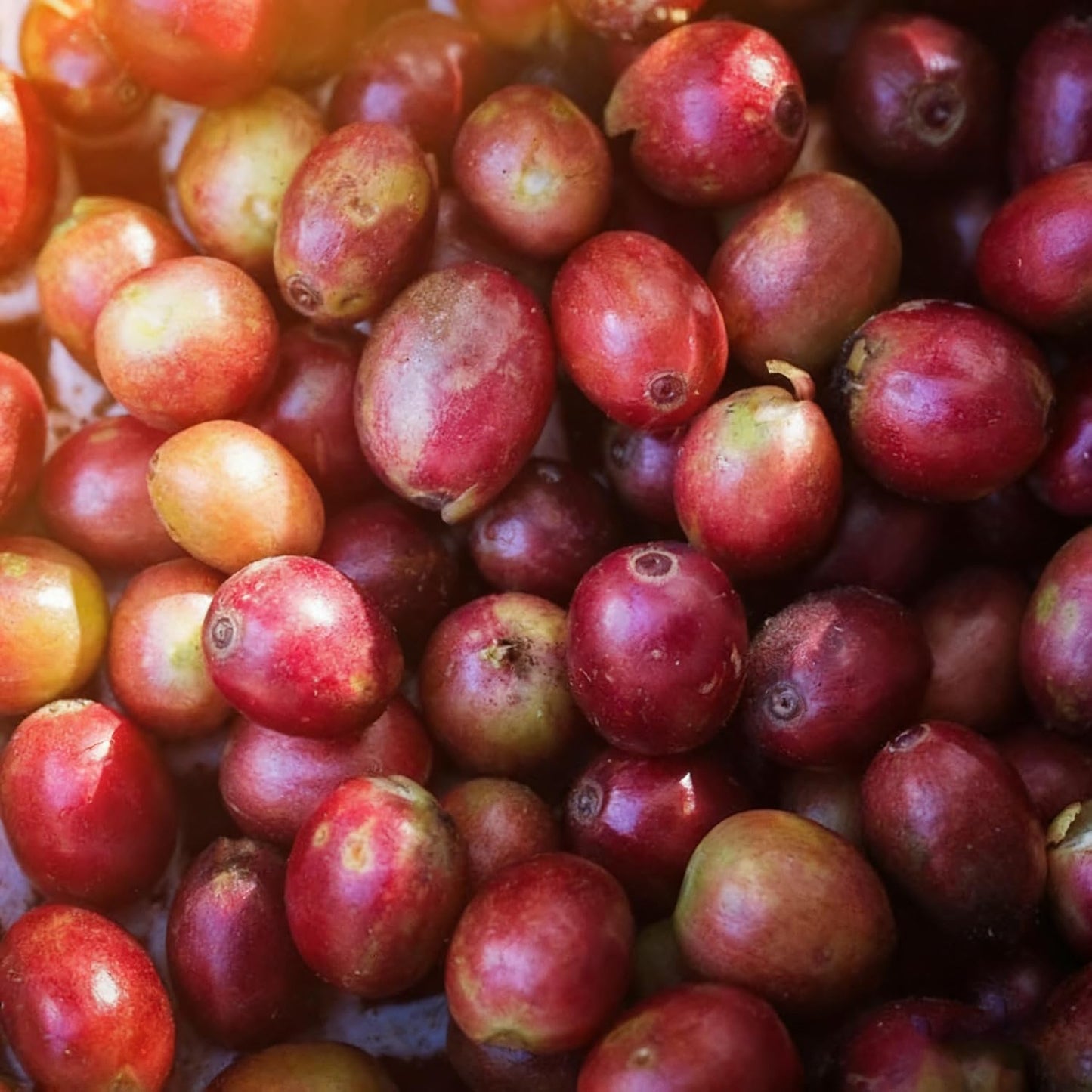 29Pcs Perfect For Simple And Enjoyable Growing Coffee Seeds Easy To Grow For Home Hobbyists