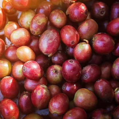 29Pcs Perfect For Simple And Enjoyable Growing Coffee Seeds Easy To Grow For Home Hobbyists