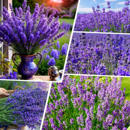 1000 PCS Lavender Flower Seeds for Planting, Fragrant Purple Lavender Seeds for Outdoor Garden