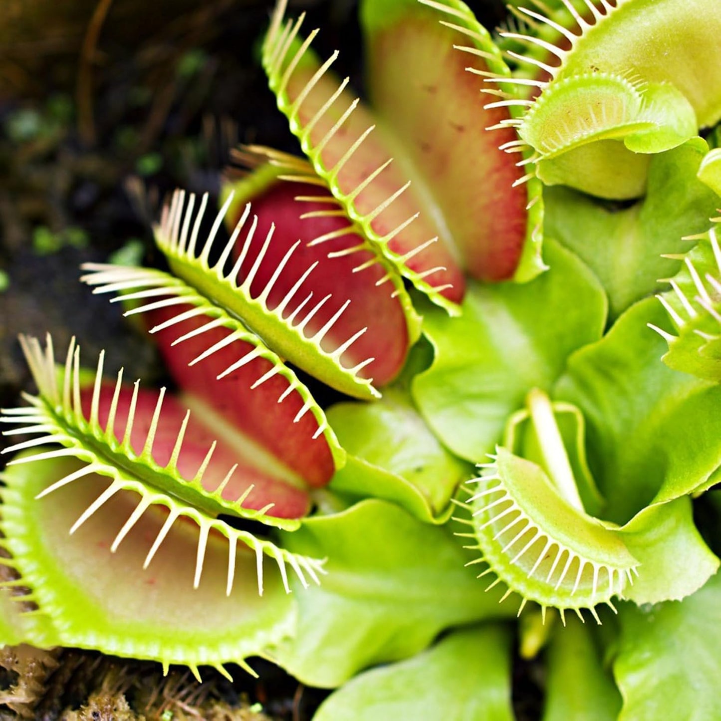 250Pcs Venus-Fly-Trap Seeds Easy To Grow Ideal For Hobbyists Who Enjoy Cultivating Rare Looking Botanical Specimens