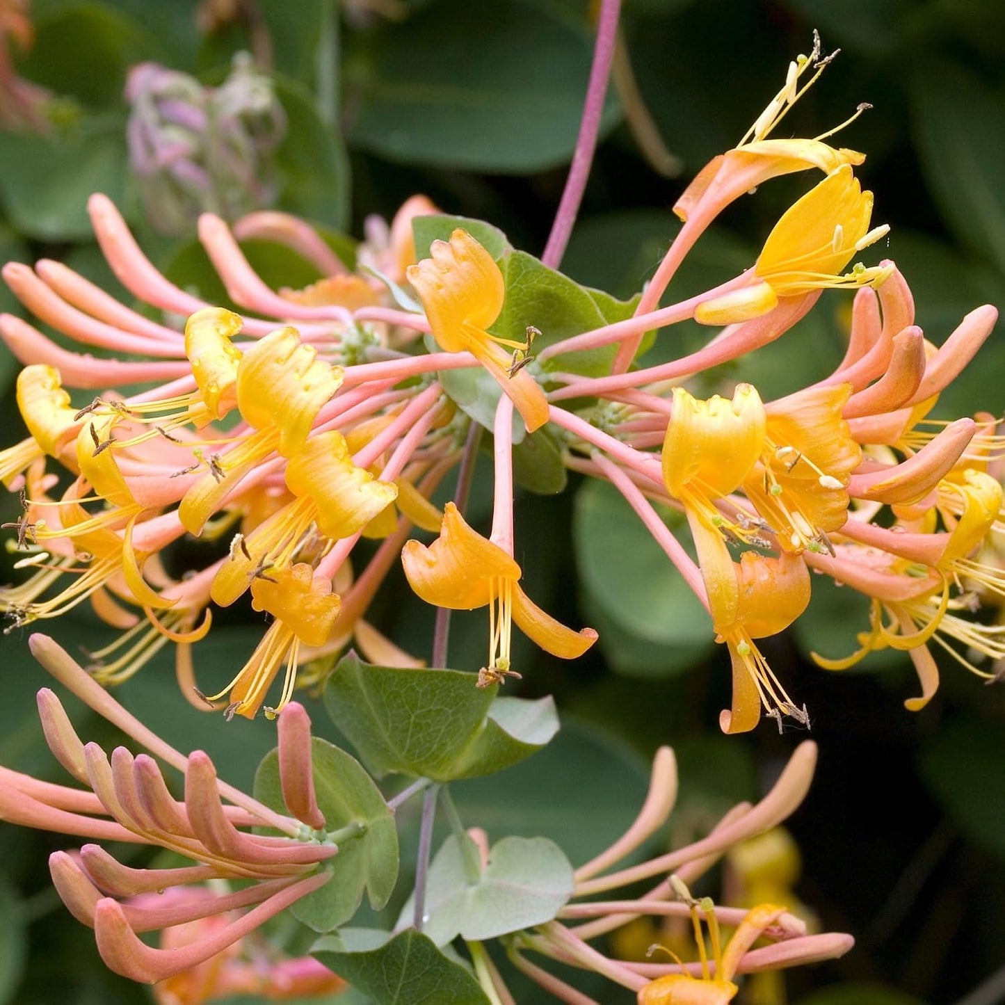 100Pcs Honeysuckle Seeds Perennial Climbing Flower Seeds Hardy Perennial Plant Seeds for Garden