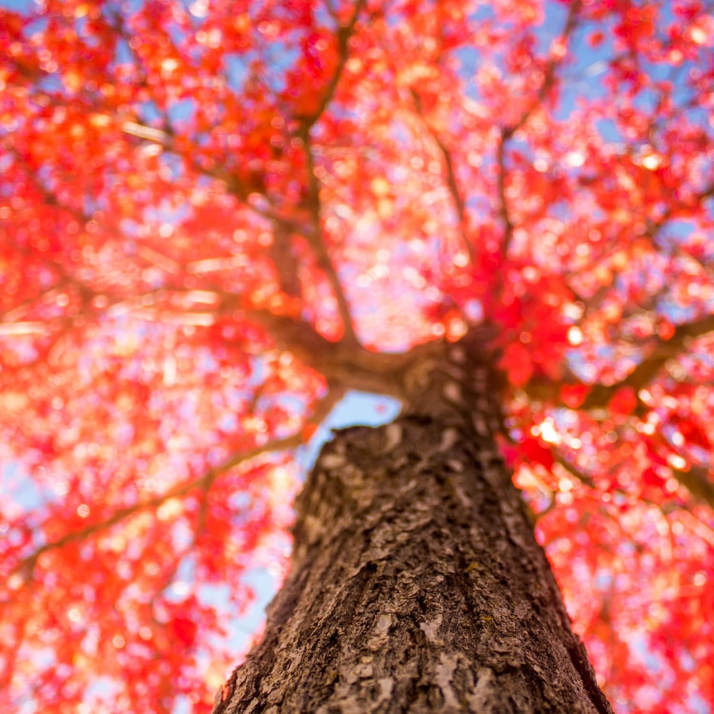 41Pcs Red Maple Seeds for Planting, Acer rubrum Native Fall Color Tree, Non-GMO Heirloom for Shade and Specimen Plantings