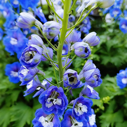 Tall Larkspur Seeds for Planting, 200 Mixed Larkspur Delphinium Seeds, Perennial Flower Plants, Non-GMO Heirloom Larkspur Seed for Home Garden