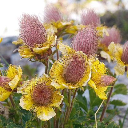 100Pcs Suitable for novice planting Prairie Smoke Seeds blend harmoniously with wildflower mixes and rocky landscape plant groupings