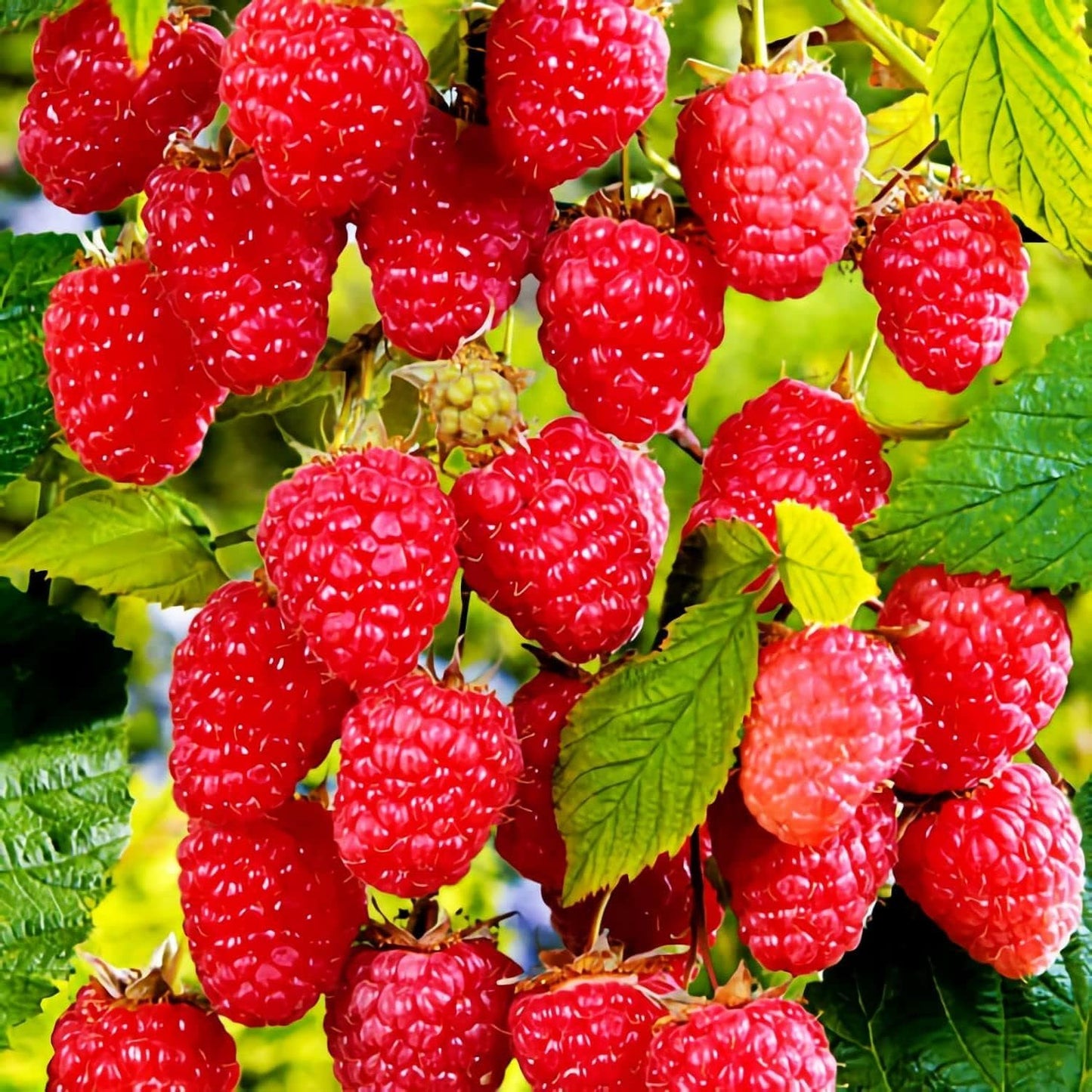 87Pcs Raspberry Seeds Potted Greenery Easy To Cultivate For Balcony Decor