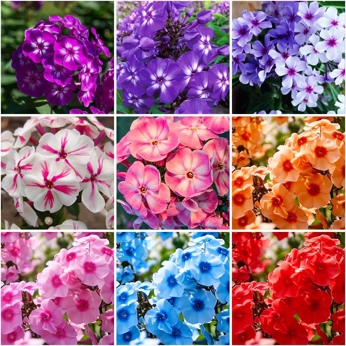 500pcs Creeping Phlox Seeds for Planting,Bright Perennial Creeping Phlox Seeds- Ground Cover Plants Seed Non-GMO Heirloom for Outdoors