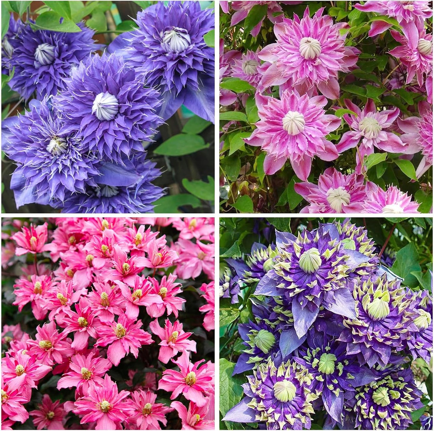 100 Mix Clematis Vine Seeds for Planting - Non-GMO Heirloom Plant Seeds