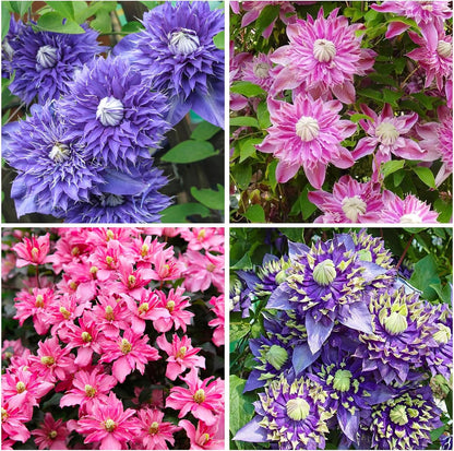 100 Mix Clematis Vine Seeds for Planting - Non-GMO Heirloom Plant Seeds