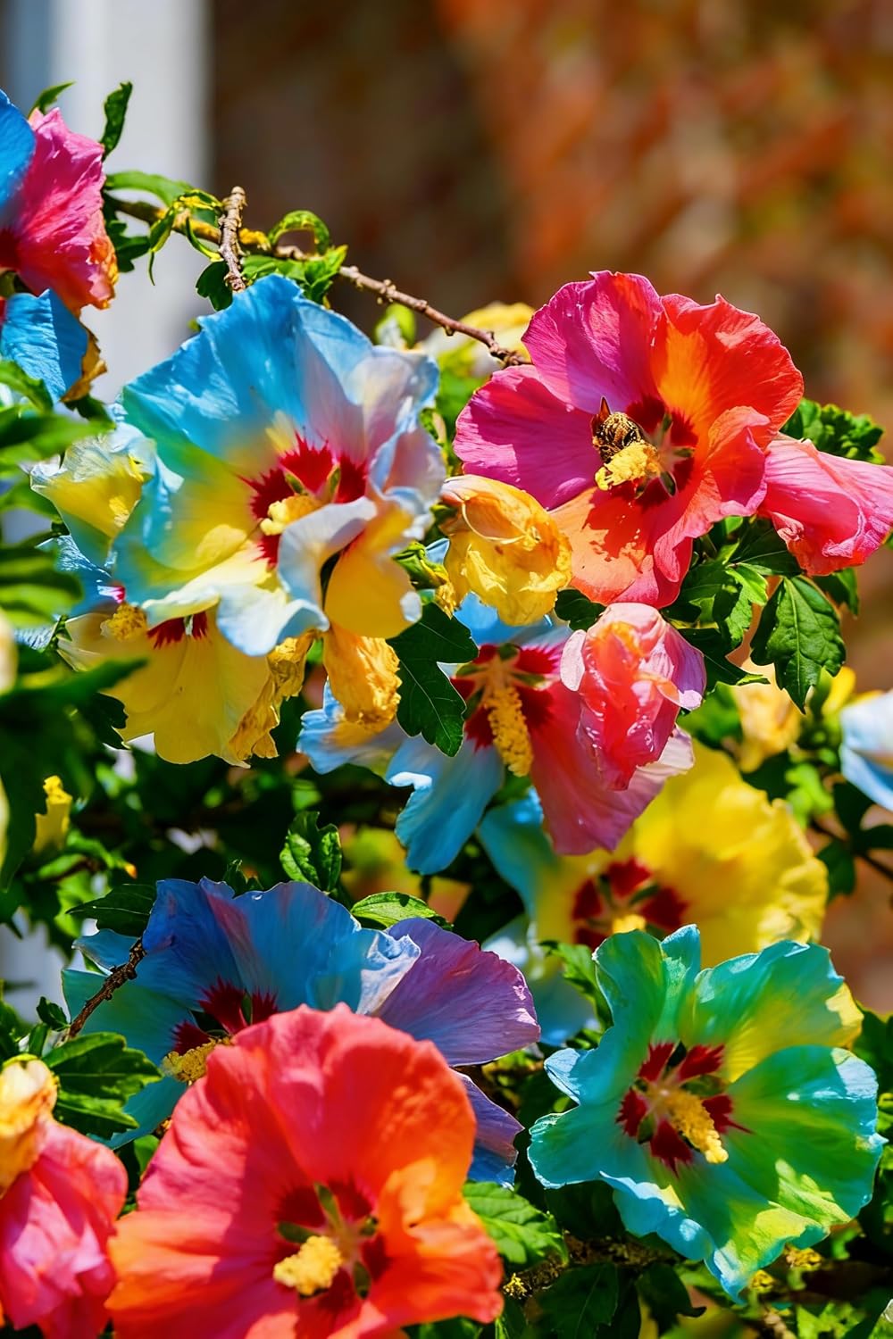 100 Double Hibiscus grandiflorus Seeds for Planting,  Perennial Giant Hibiscus Flower Seeds Plants, Non-GMO Heirloom Beauty Blooms Flowers for Home Garden Outdoors