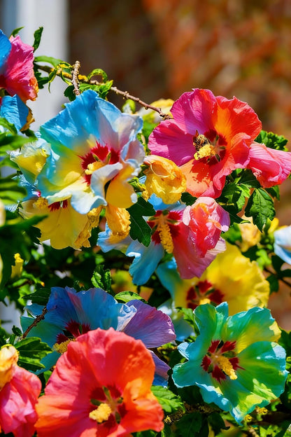 100 Double Hibiscus grandiflorus Seeds for Planting,  Perennial Giant Hibiscus Flower Seeds Plants, Non-GMO Heirloom Beauty Blooms Flowers for Home Garden Outdoors
