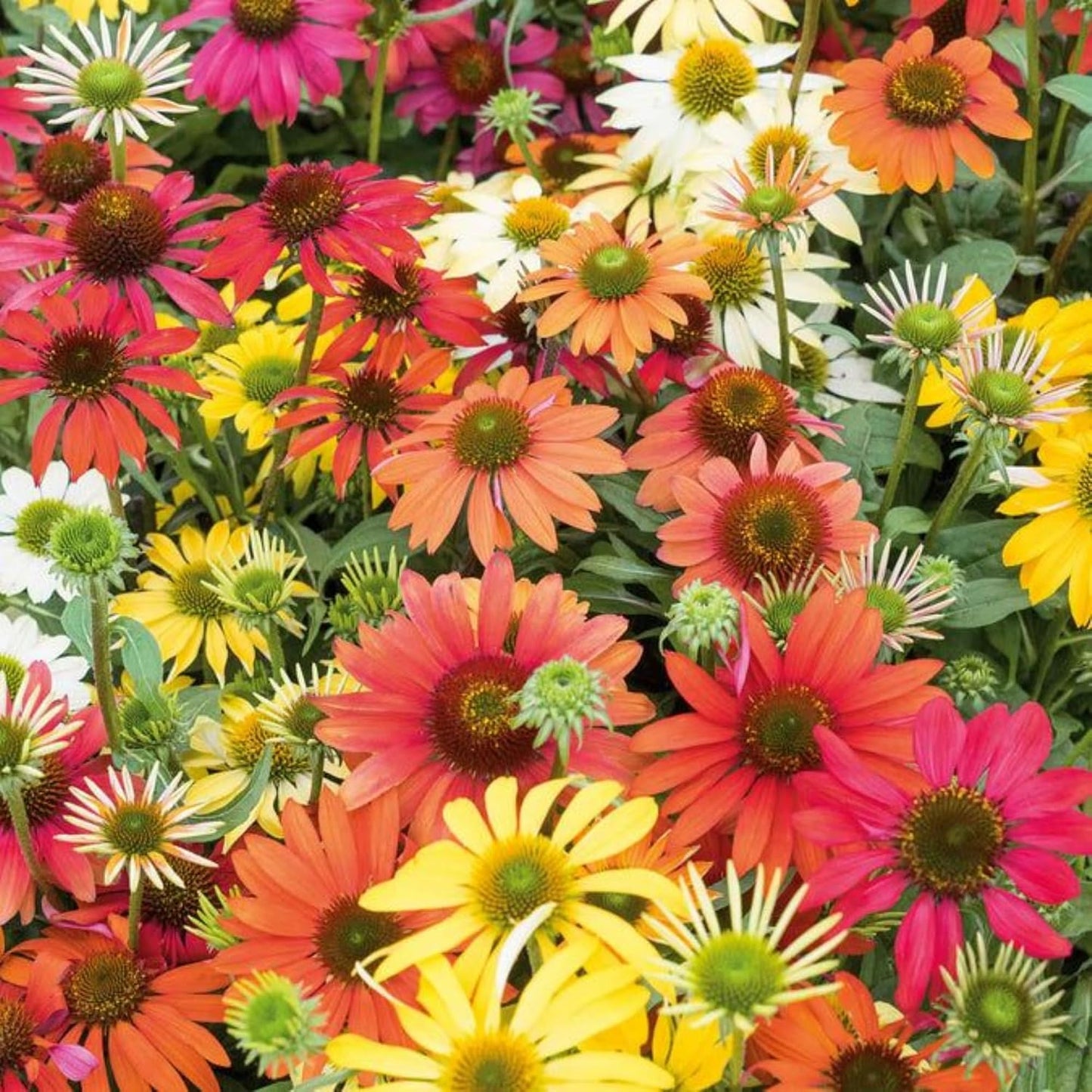 198Pcs Coneflower Seeds add prominent vertical layering to flat open yard landscapes