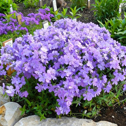 500pcs Creeping Phlox Seeds for Planting,  Non-GMO Heirloom Dwarf Ground Cover Beauty Flowers Plants for Home Garden Outdoors
