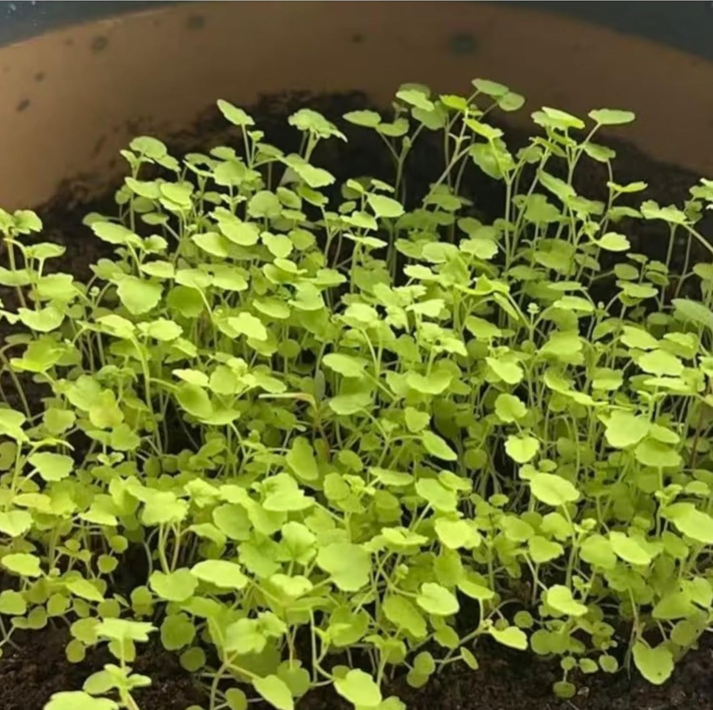450Pcs Mint Seeds Fresh Green Herb for Kitchen Garden & Container Planting, Fast-Growing Variety