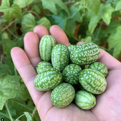 48Pcs Mini Thumb Watermelon Fruit Seeds for Home Garden Outdoor