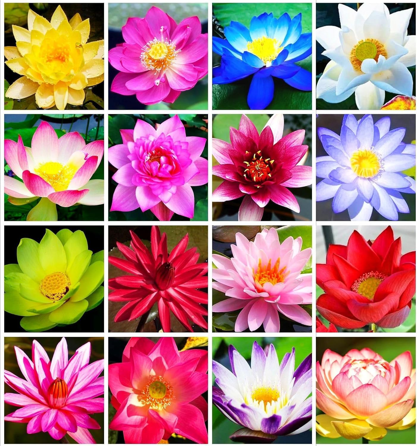 Bowl Lotus Flower Seeds Mixed Colors, 12 Seeds Aquatic Dwarf Lotus for Pond, Bowl & Container Gardens