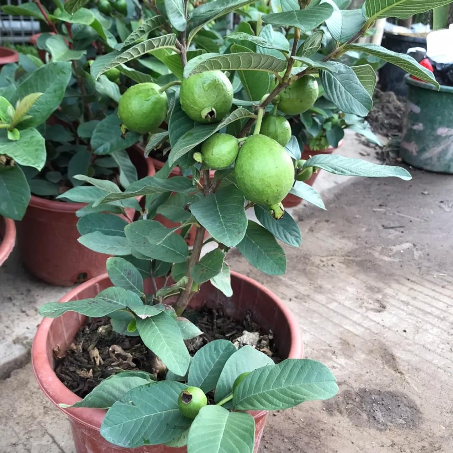 100Pcs Pink Guava Seeds Tropical Sweet Fruit for Containers & Backyard Gardens