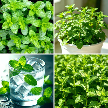 497Pcs Mint Seeds Made for home planting create lush spreading foliage clusters across garden margins and patio container areas