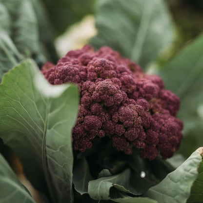 Purple Cauliflower - 200 Seeds - Rare Purple Cauliflower Variety, Non-GMO, Heirloom Cauliflower Seeds for Planting in The Home Garden