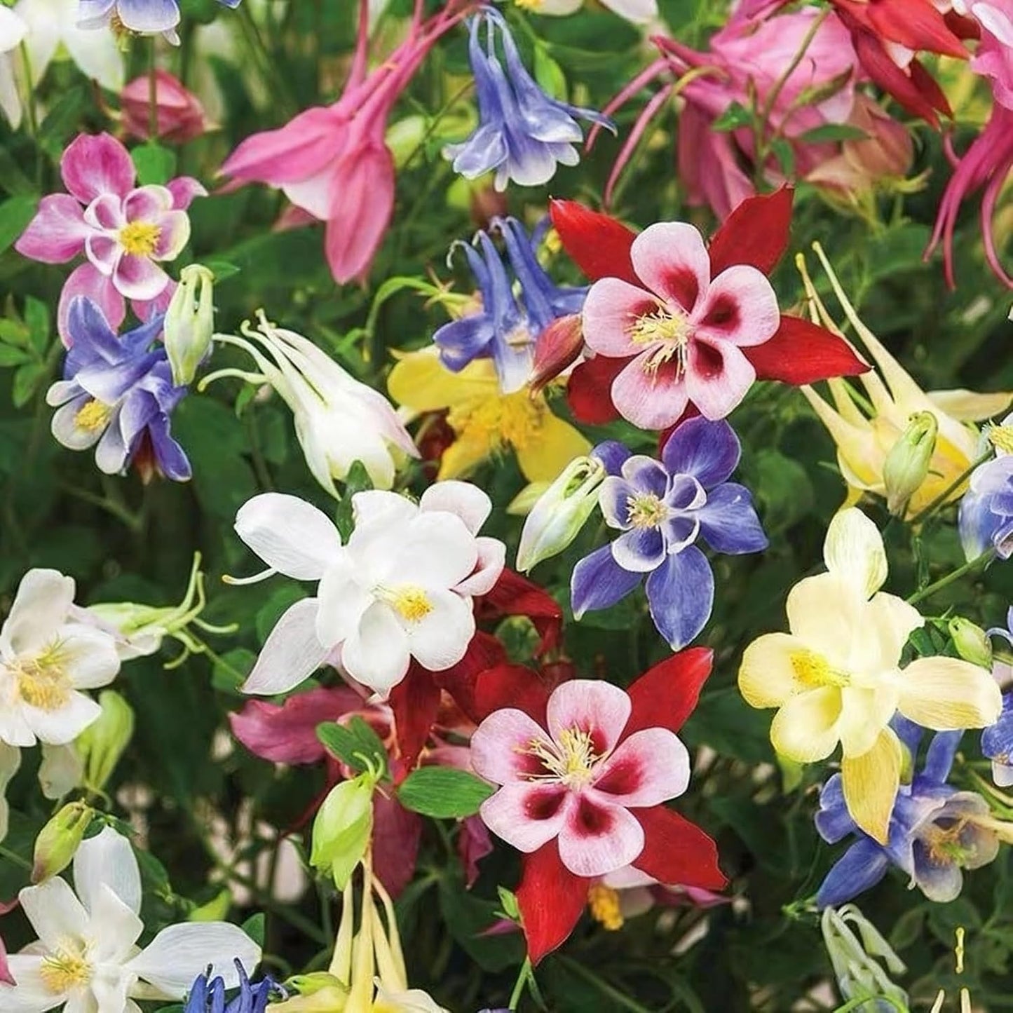 200pcs Columbine Flower Seeds for Planting, Perennial Flower Plants, Non-GMO Heirloom Aquilegia Seed for Bonsai Decoration, Home Garden