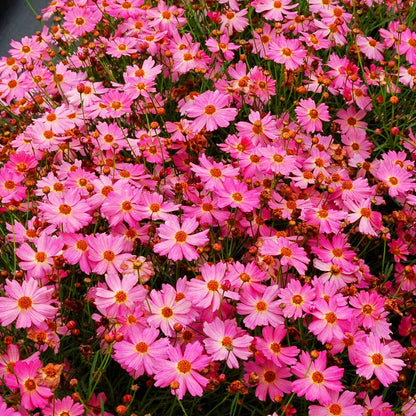 500Pcs Pink Perennial Coreopsis Flower Seeds to Plant Outdoor-Coreopsis Rosea Seed for Planting Non-GMO Heirloom