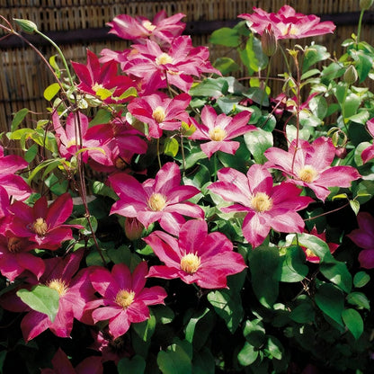 100 Mixed Clematis Seed, Bloom Climbing, Perennial Flower Plants, Non-GMO Heirloom Flower Seeds for Garden Home