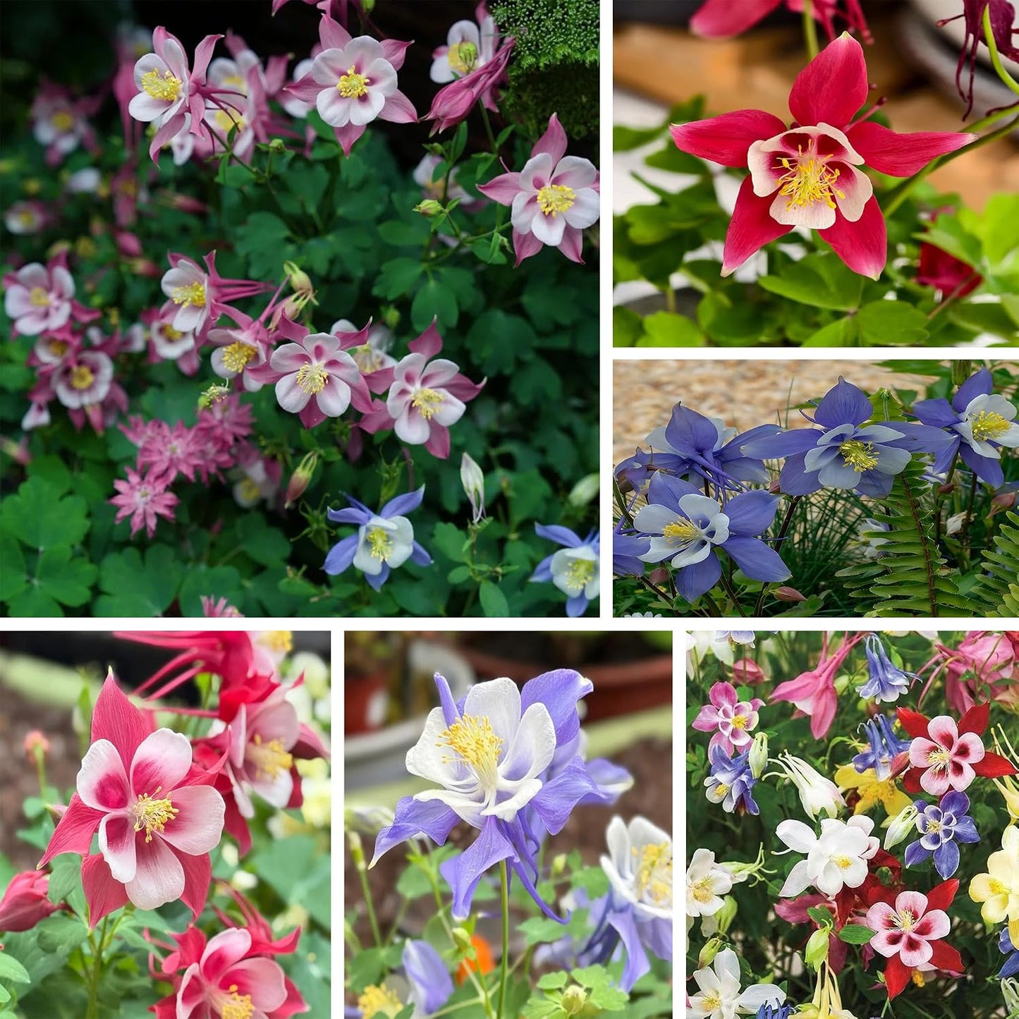 200pcs Columbine Flower Seeds for Planting, Perennial Flower Plants, Non-GMO Heirloom Aquilegia Seed for Bonsai Decoration, Home Garden