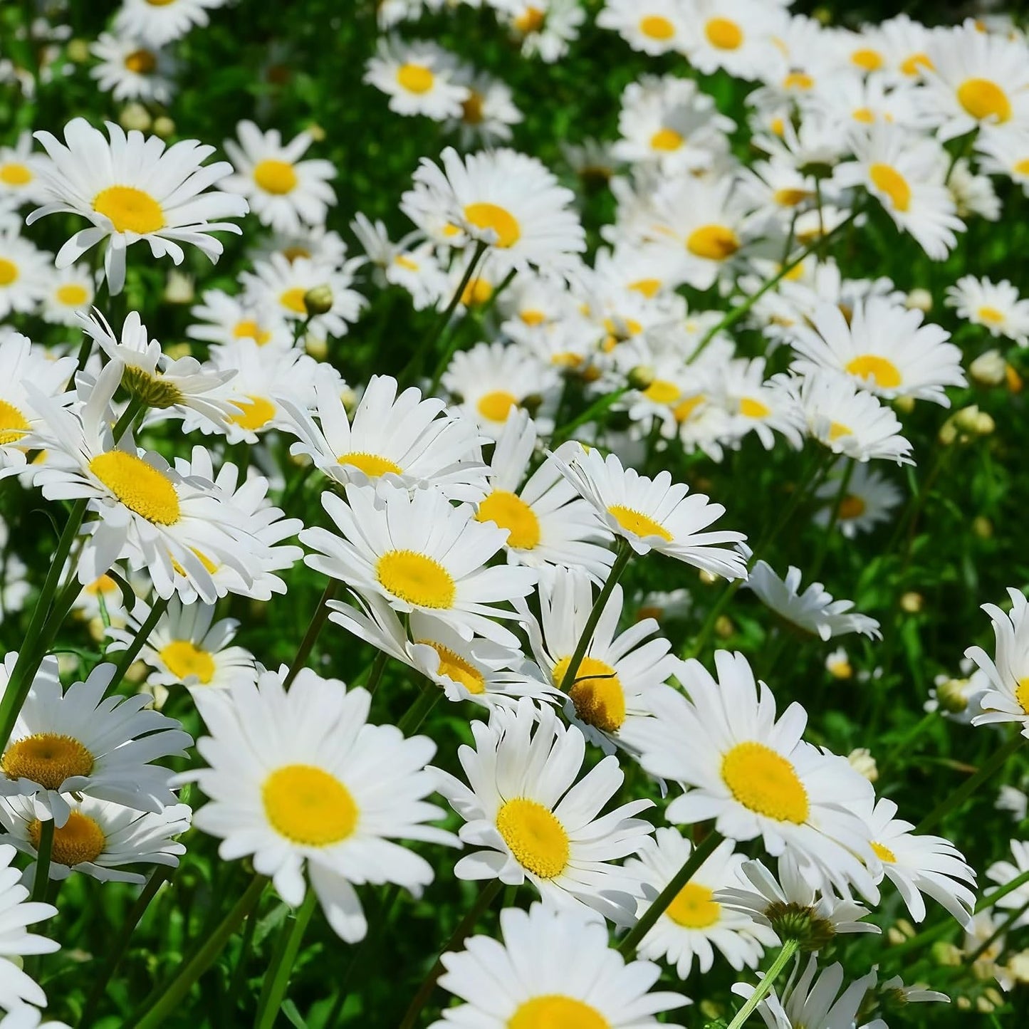 1000Pcs Mix Daisy Seeds possess resilient growth traits for stable ornamental display across growing seasons