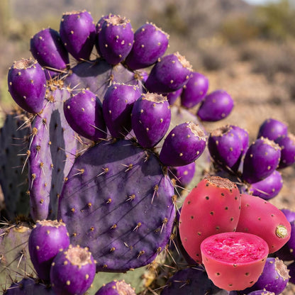 100pcs Purple Prickly Pear Cactus Seeds, Fast-Growing Succulent, Cold-Hardy, Indoor & Outdoor Decorative Plant