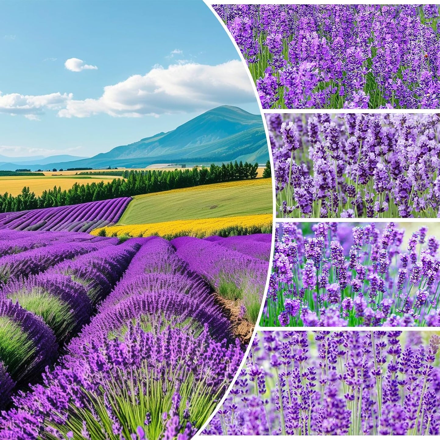 1000pcs English Lavender Flower Seeds for Planting -Purple Blooms for Garden- Attracts Pollinating Insects