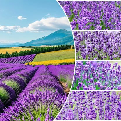 1000pcs English Lavender Flower Seeds for Planting -Purple Blooms for Garden- Attracts Pollinating Insects