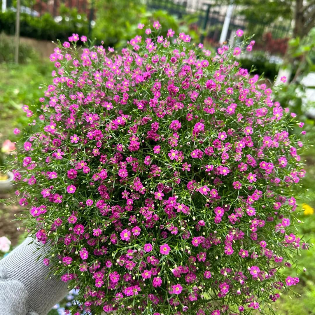 100 Mixed Annual Gypsophila Flower Seed, Non-GMO Baby's Breath Seed for Garden Outdoor