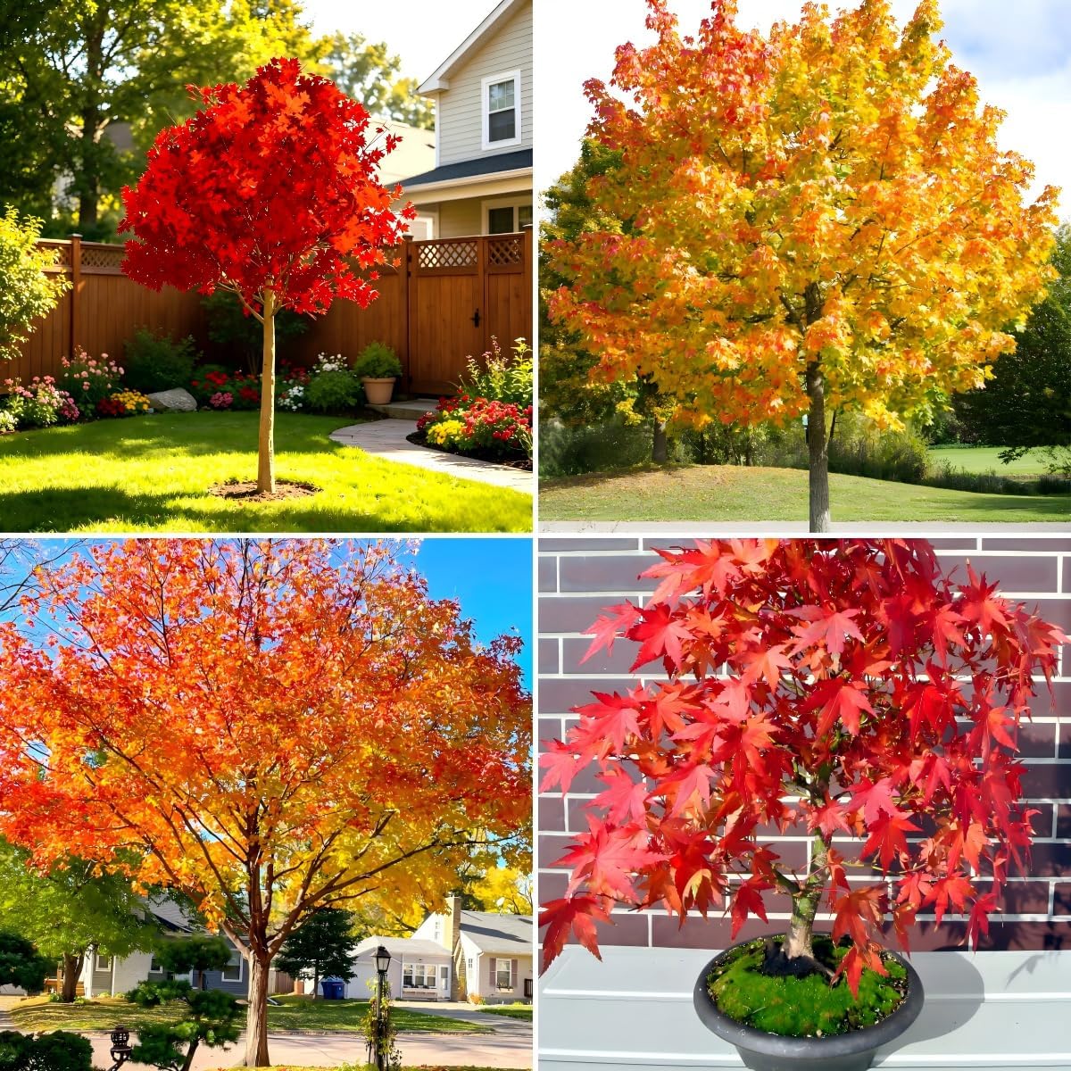 41Pcs Red Maple Seeds for Planting, Acer rubrum Native Fall Color Tree, Non-GMO Heirloom for Shade and Specimen Plantings
