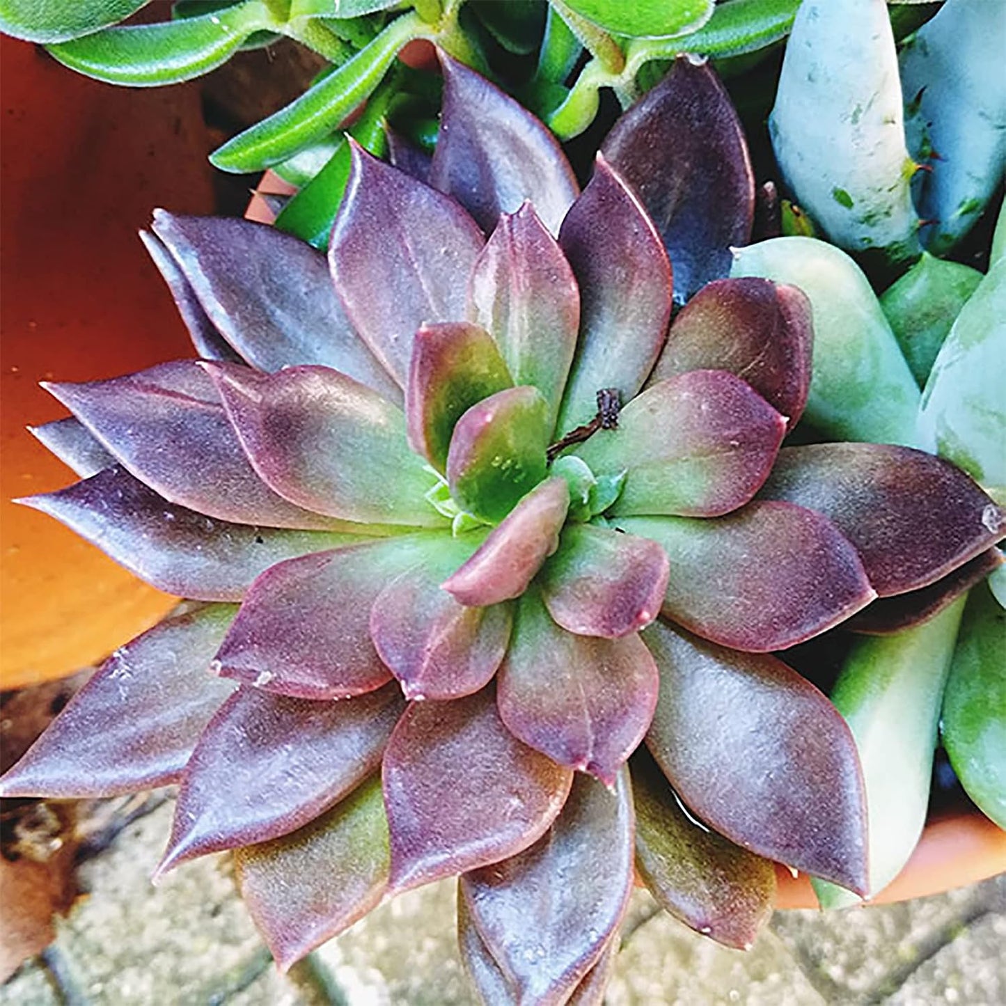 999pcs Mixed Succulent  Seeds for Planting Exotic Perennial Flowering Plant Lovely Garden Home Plant Houseplant