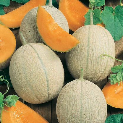 20Pcs Cantaloupe Seeds Perfect for beginner sowing adapt well to ground spreading and large plot placement