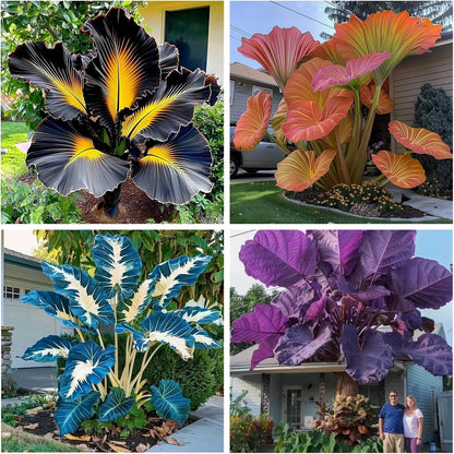 100Pcs Elephant Ear Seeds Suitable for casual planting feature strong natural vitality for fast large foliage garden establishment
