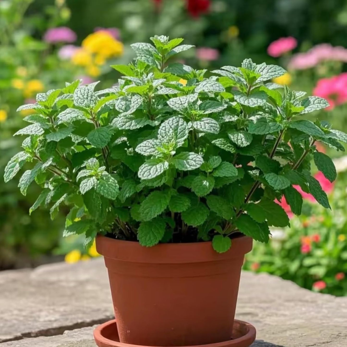 450Pcs Mint Seeds Fresh Green Herb for Kitchen Garden & Container Planting, Fast-Growing Variety