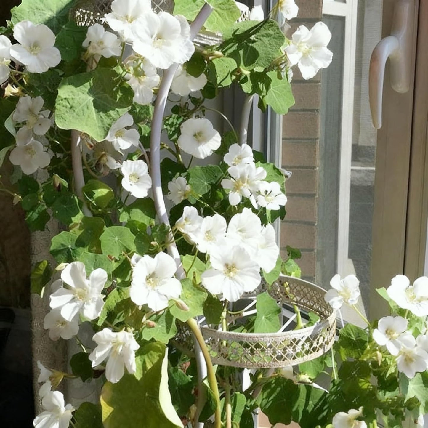 30pcs Nasturtium Seeds Friendly for new gardeners grow into full sprawling clumps with prolonged seasonal blooming features