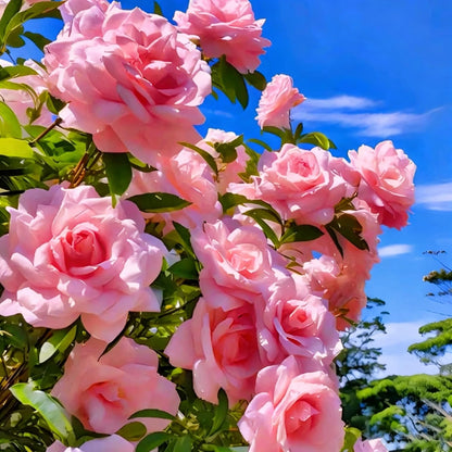Climbing Gardenia Seeds for Planting  100Pcs Perennial Gardenia jasminoides Flower Seeds, Non-GMO Heirloom Beauty Home Garden Blooms Flowers Plants for Outdoors