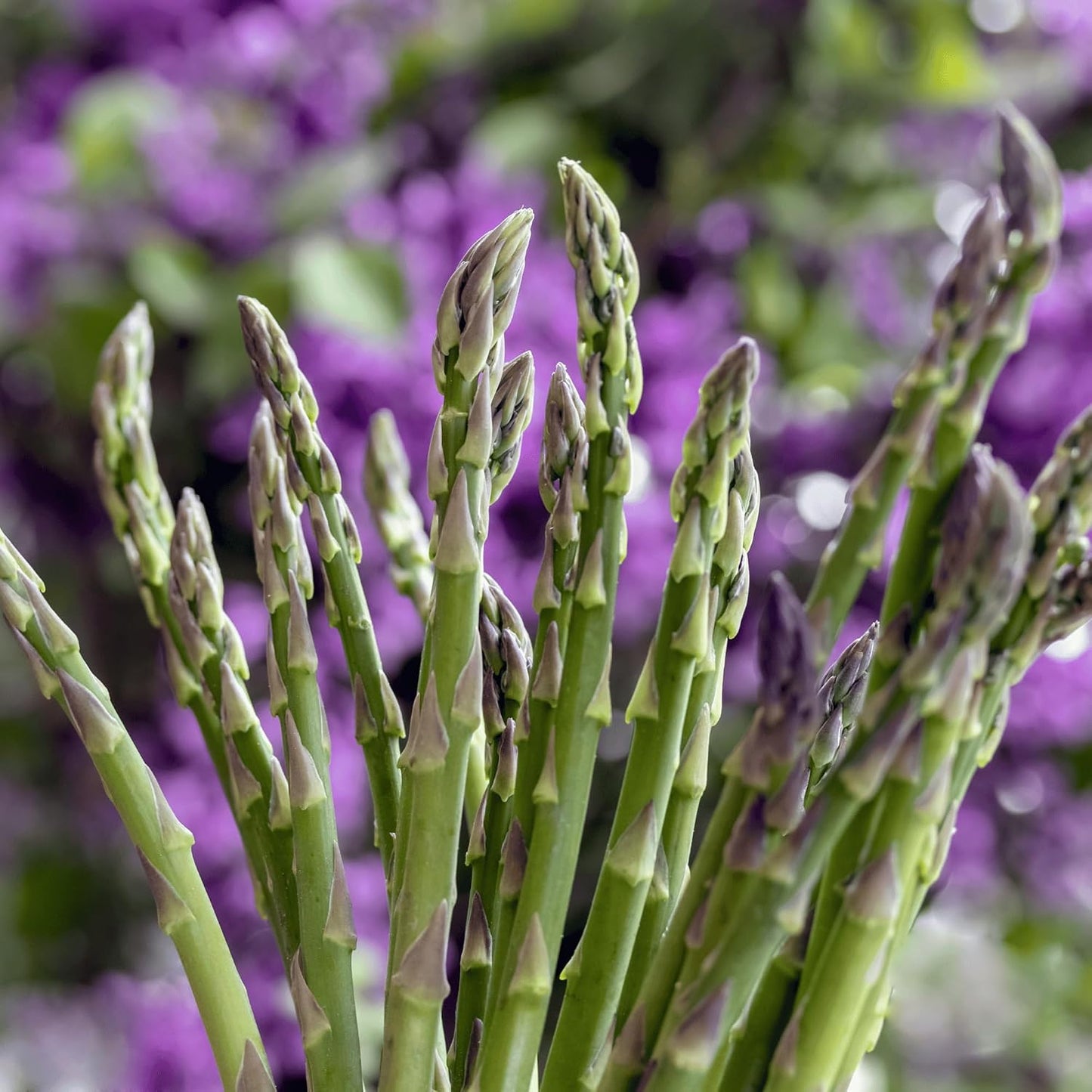 100pcs Asparagus seeds Heirloom,Convenient for Cultivation adapt calmly to regular ambient temperature changes