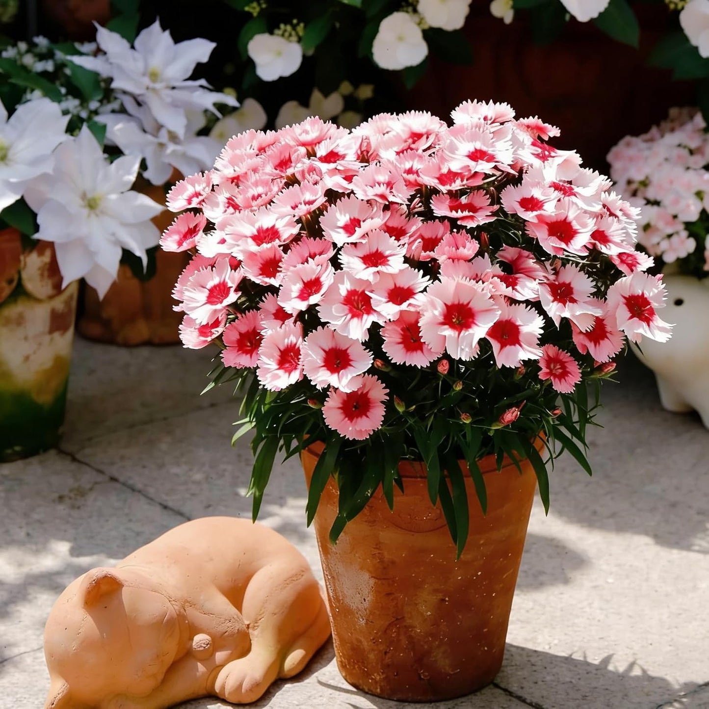 500 Dianthus Seeds for Planting,  Perennial  Flower Seeds Non-GMO Heirloom Rare Plants, Open Pollinated Beauty Home Garden for Outdoors