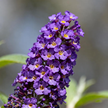 290Pcs Butterfly Bush Seeds Easy to Maintain ideal for long term fixed planting in yard scenic areas and garden landscape spaces