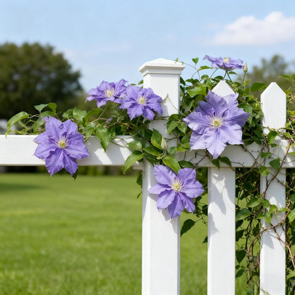 100 Clematis Seeds for Planting, Climbing Clematis Vine Non-GMO Seed, Perennial Flower Seed for Outdoor Home Garden