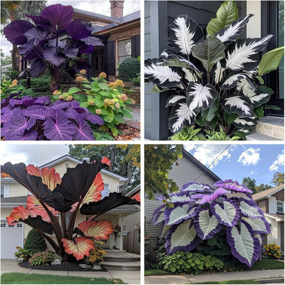 100Pcs Elephant Ear Seeds Suitable for casual planting feature strong natural vitality for fast large foliage garden establishment