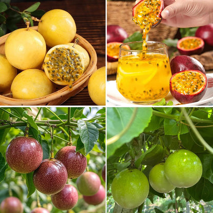 100Pcs Passion Fruit Seeds for Planting Outdoor Perennial