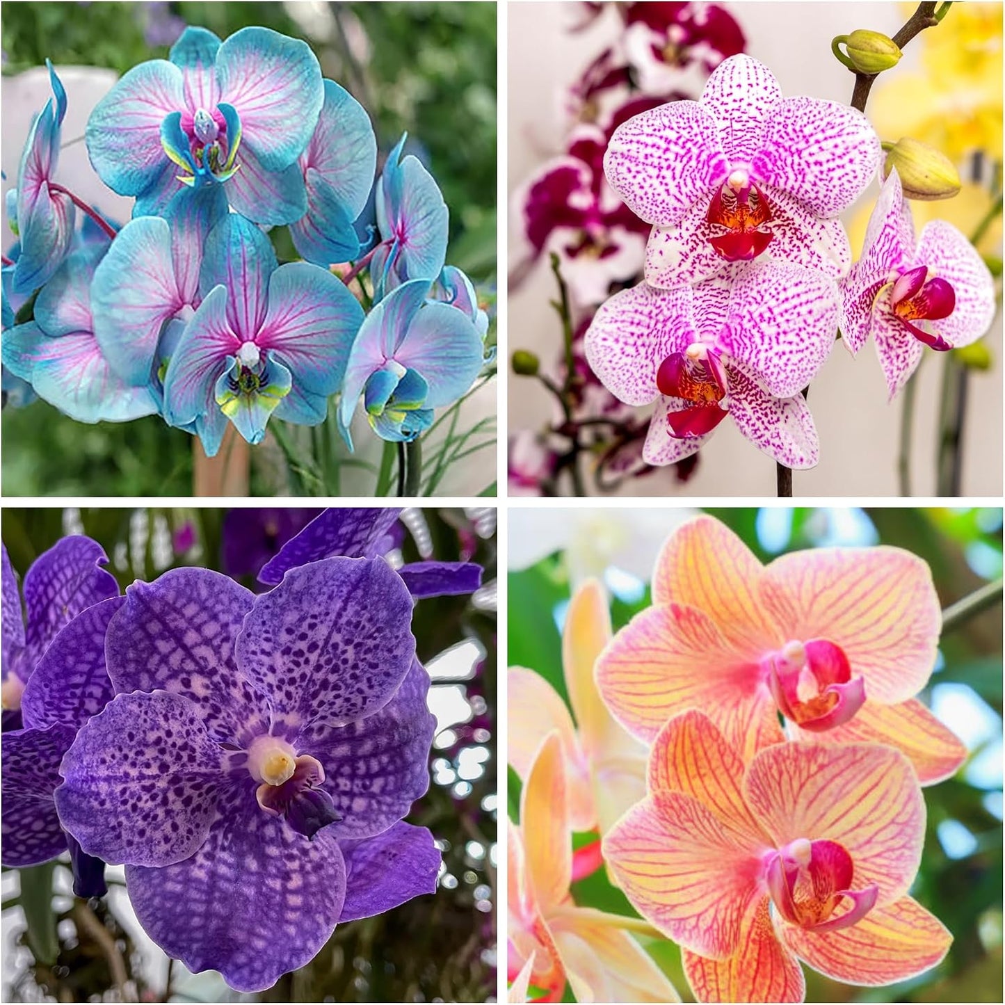 100pcs Mix Orchid Seeds for Planting - Butterfly Orchid Plants Flower Seeds Home Decoration Flowers Plants