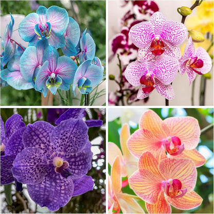 100pcs Mix Orchid Seeds for Planting - Butterfly Orchid Plants Flower Seeds Home Decoration Flowers Plants